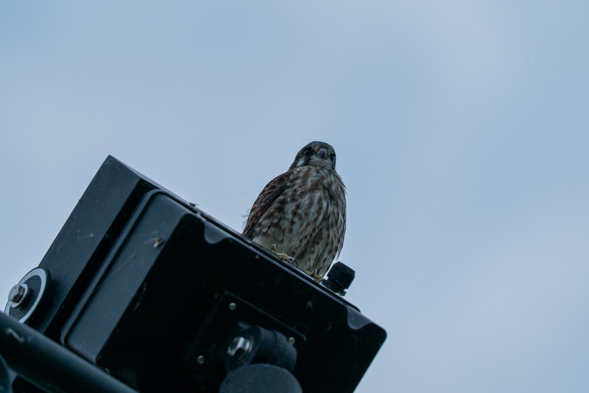 American Kestrel - ML641086856
