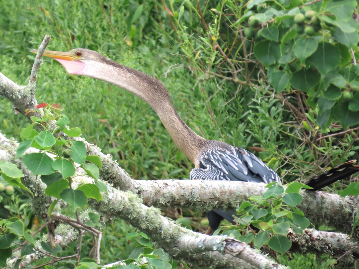 Anhinga - ML641086867