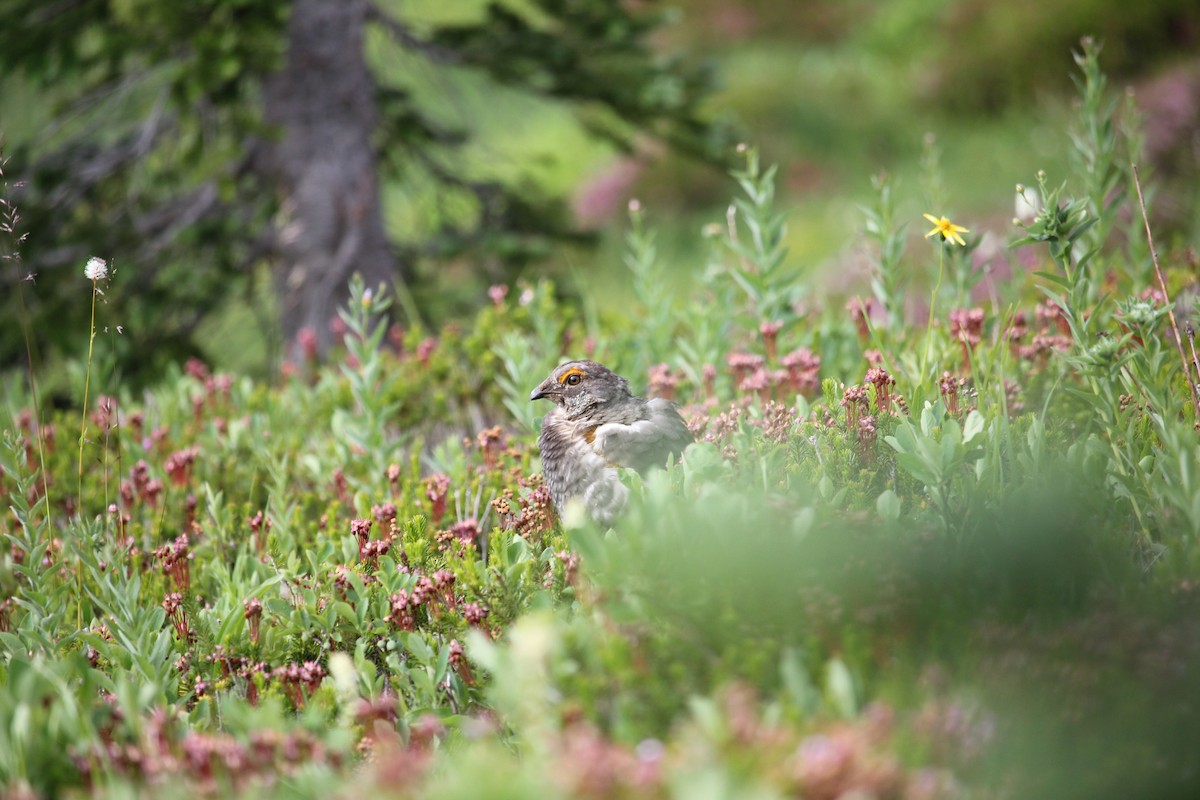 Sooty Grouse - ML641086874