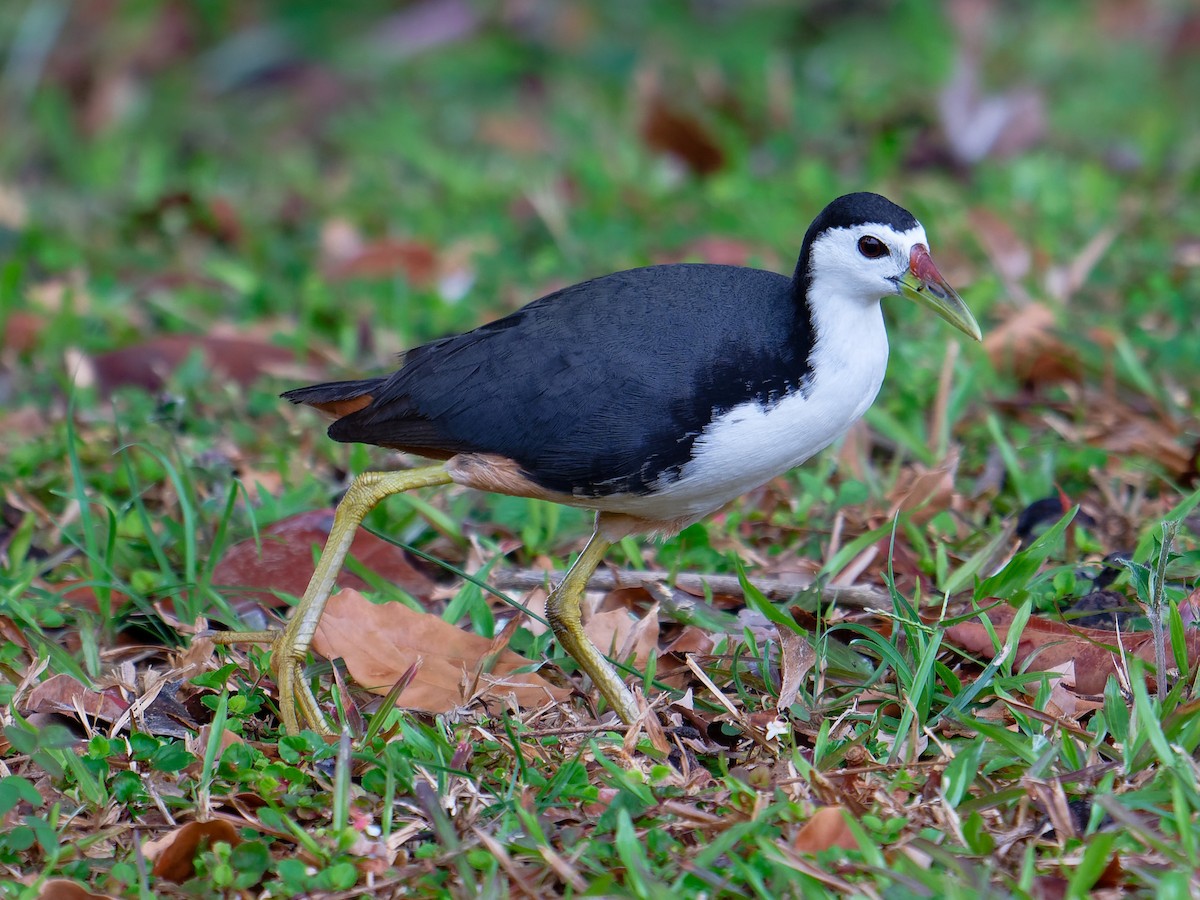 White-breasted Waterhen - ML641086887