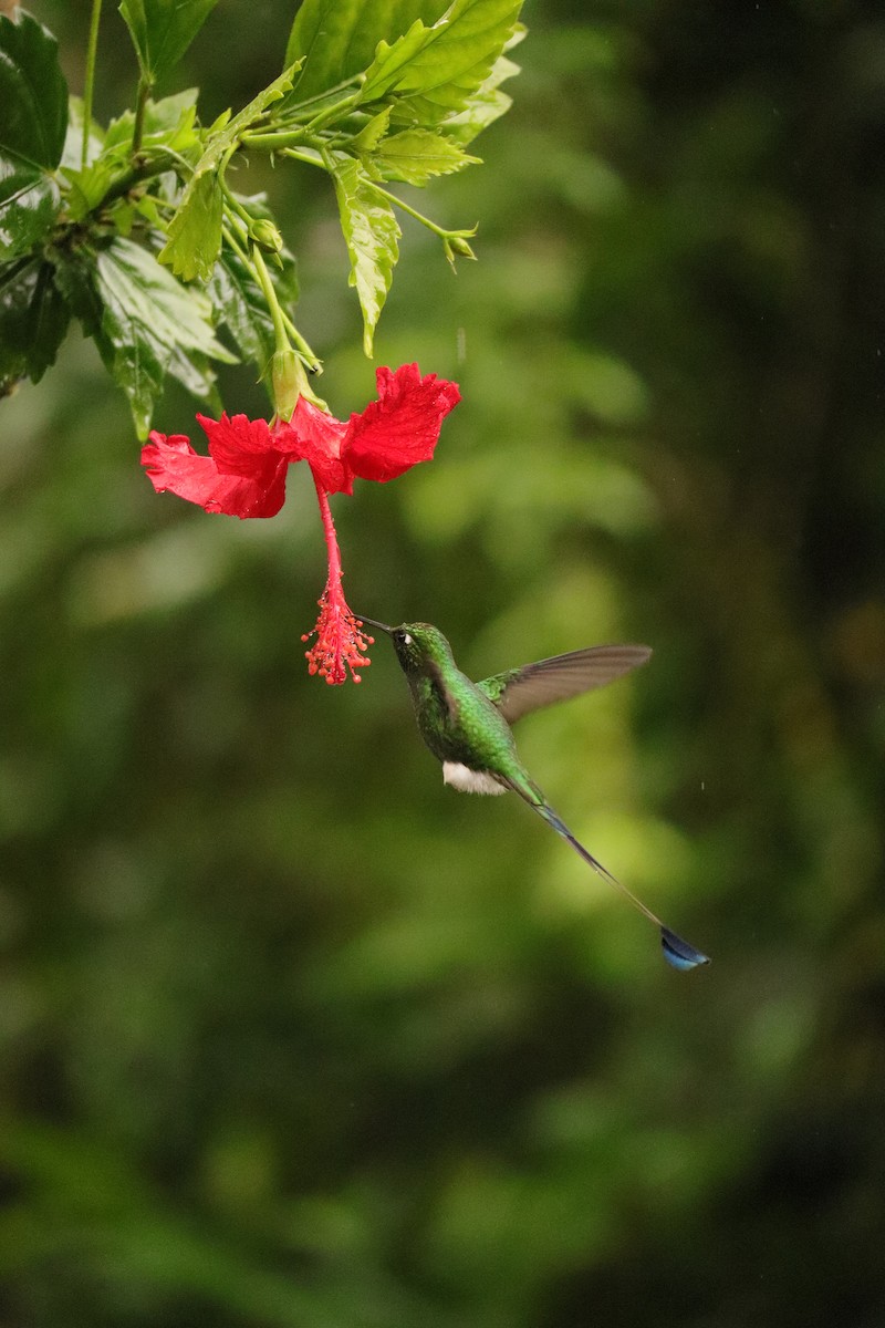 White-booted Racket-tail - ML641086890