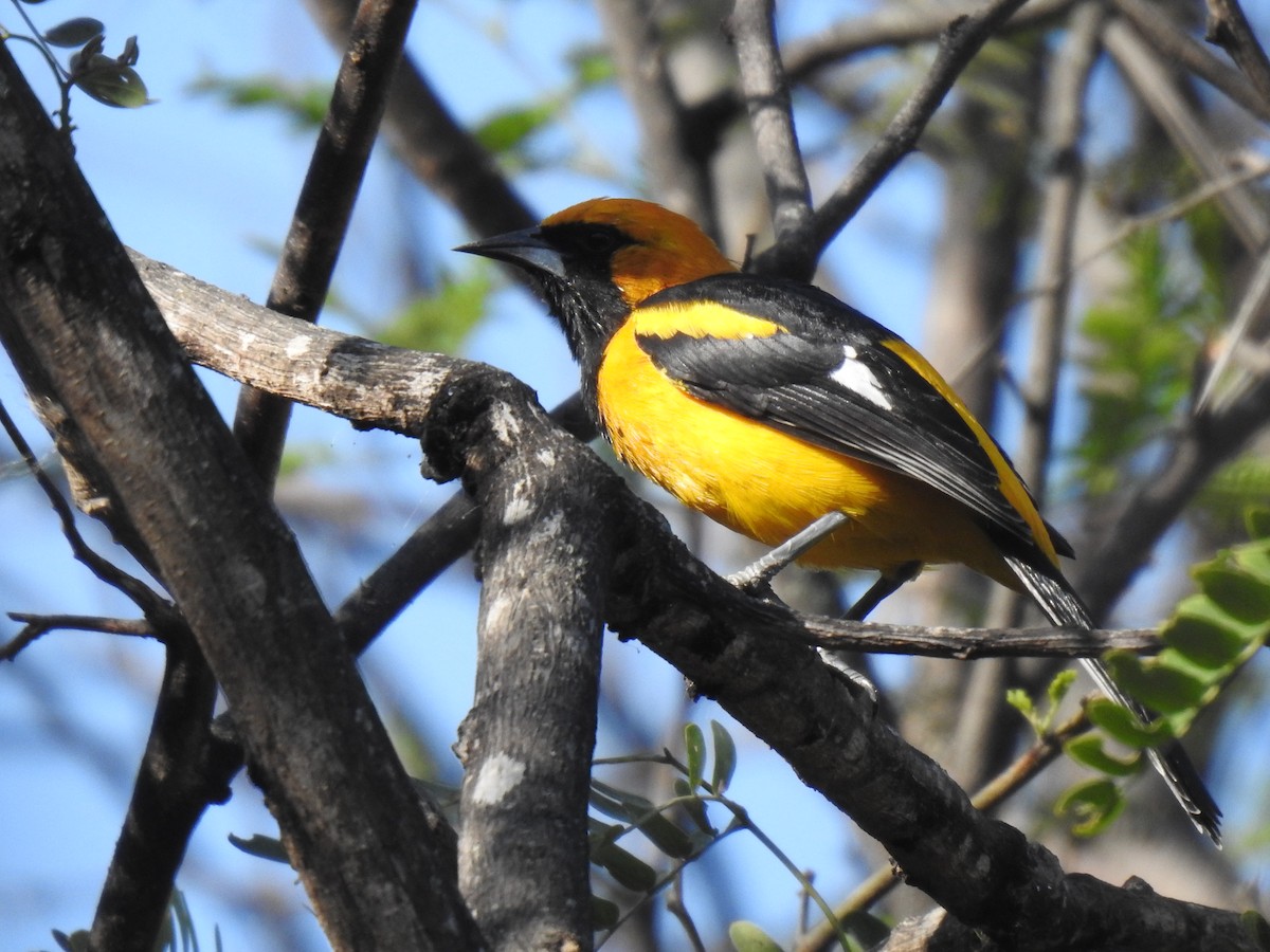 White-edged Oriole - ML641086907