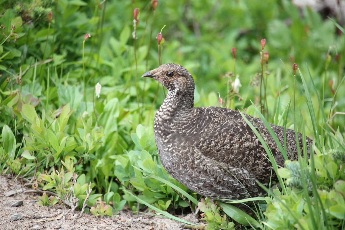 Sooty Grouse - ML641086919