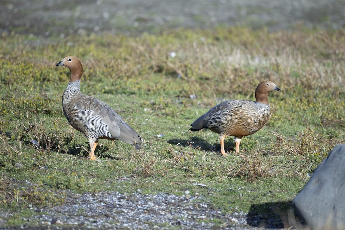 Ruddy-headed Goose - ML641086942