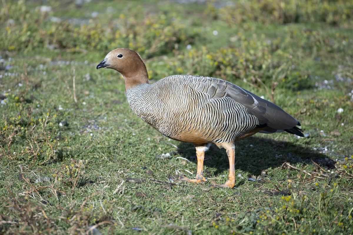 Ruddy-headed Goose - ML641086947