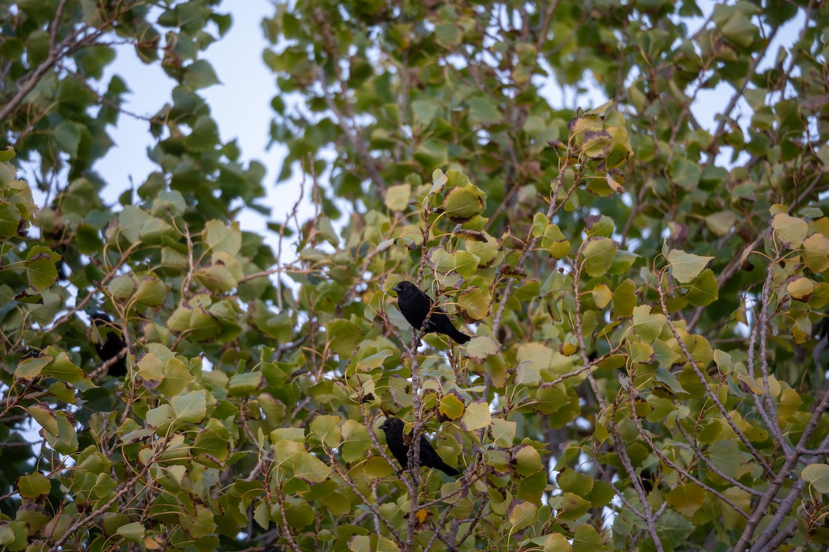 Red-winged Blackbird - ML641086951
