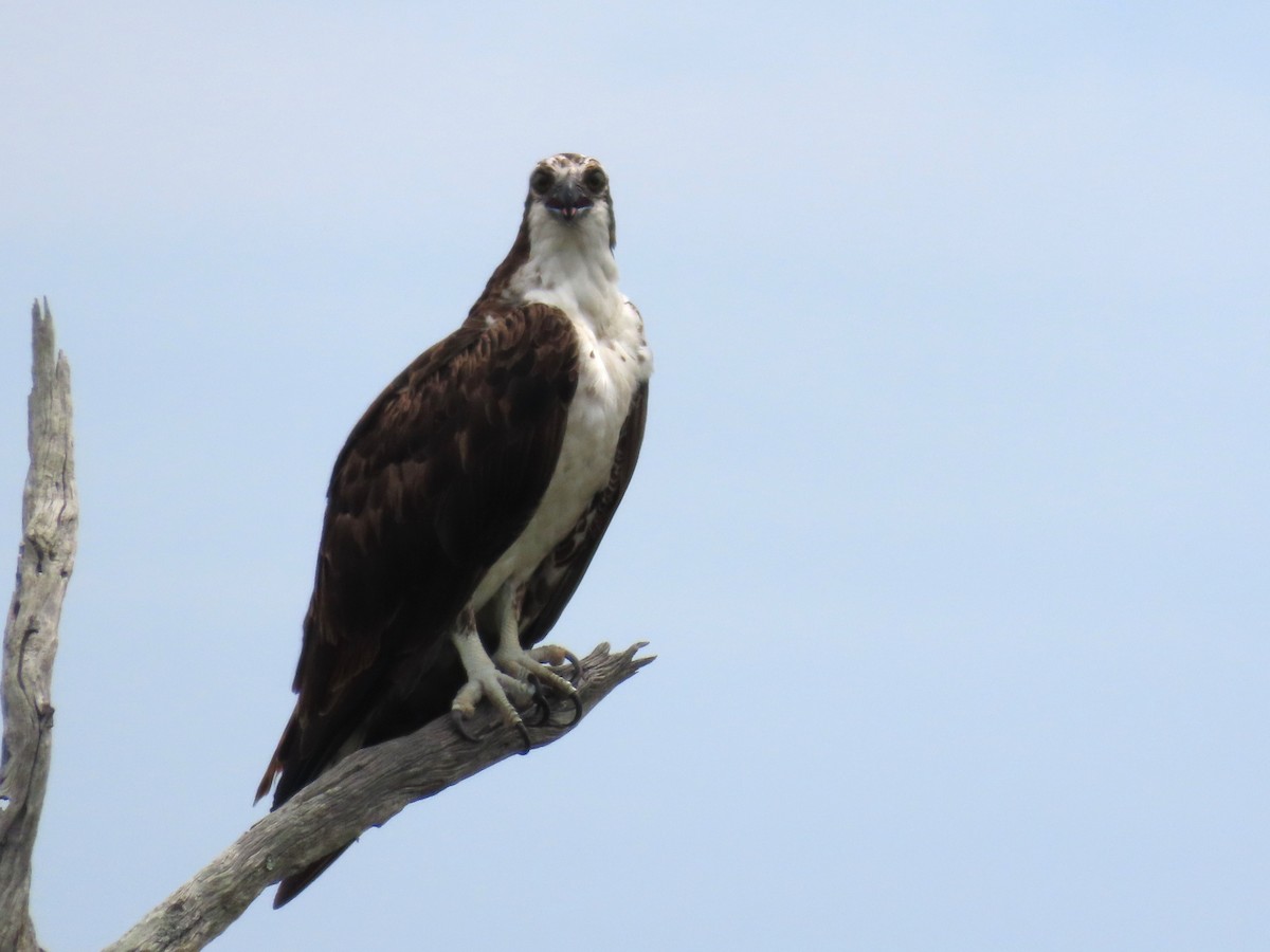 Osprey - ML641086953
