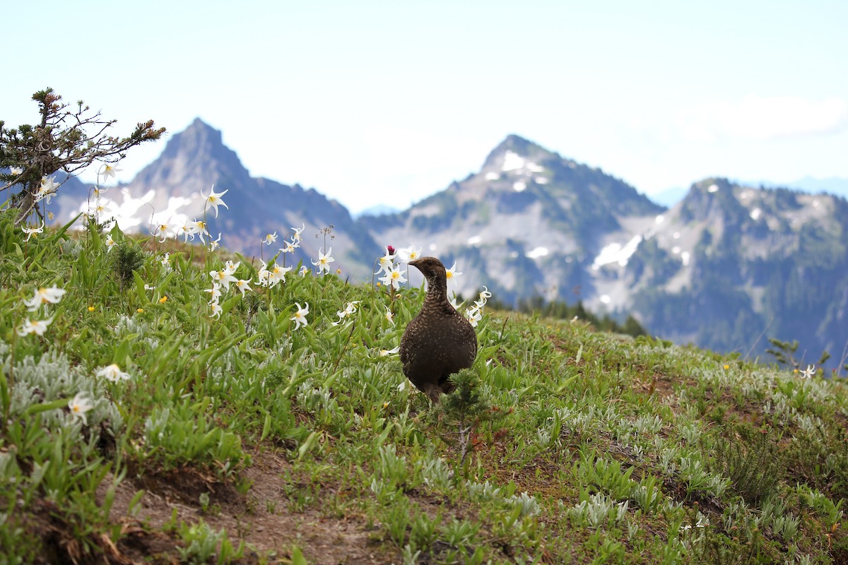 Sooty Grouse - ML641086957