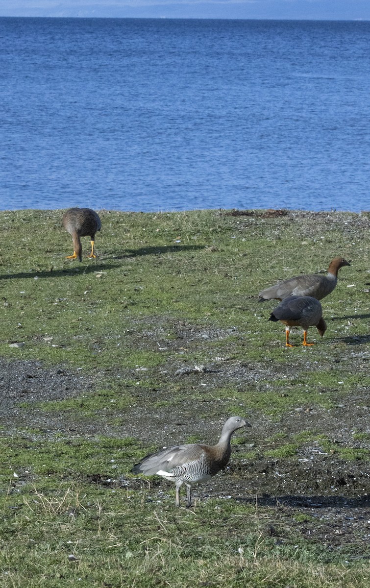 Ashy-headed Goose - ML641086958