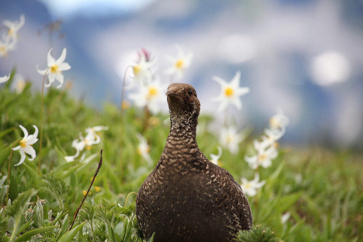 Sooty Grouse - ML641086966