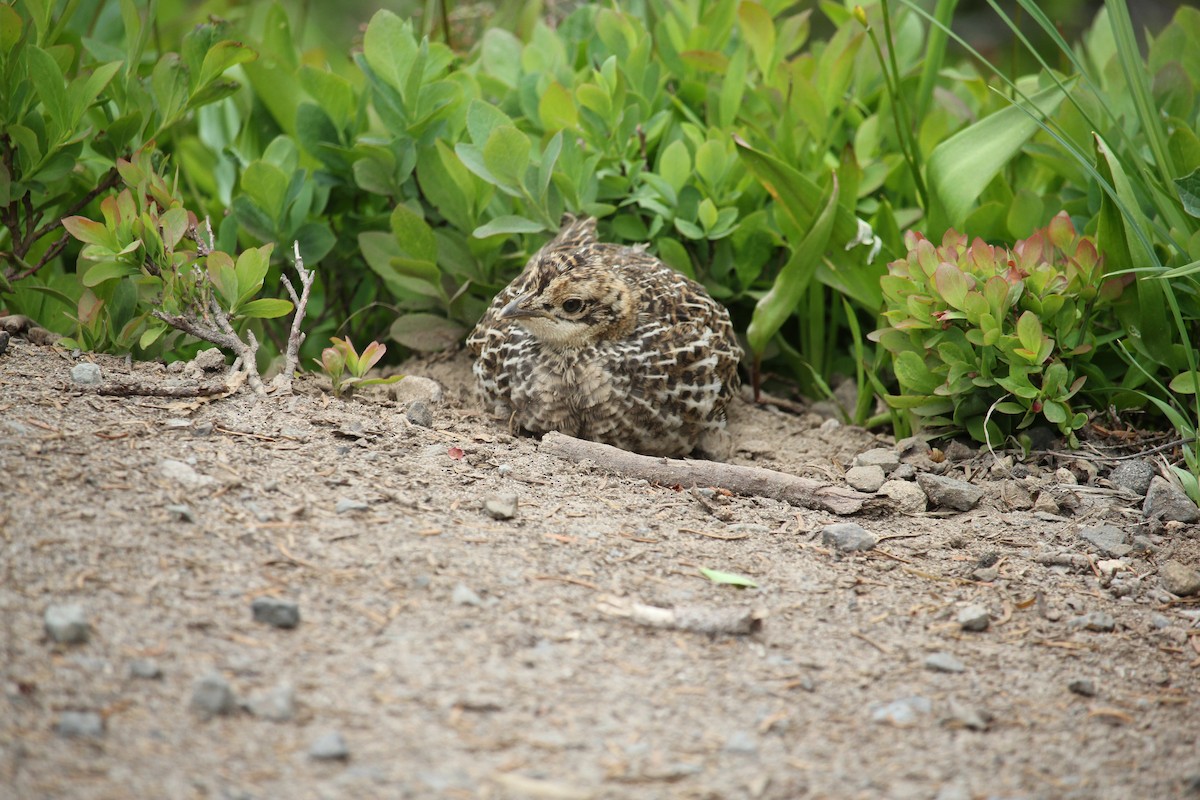 Sooty Grouse - ML641086994