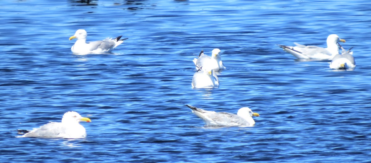 American Herring Gull - ML641087026