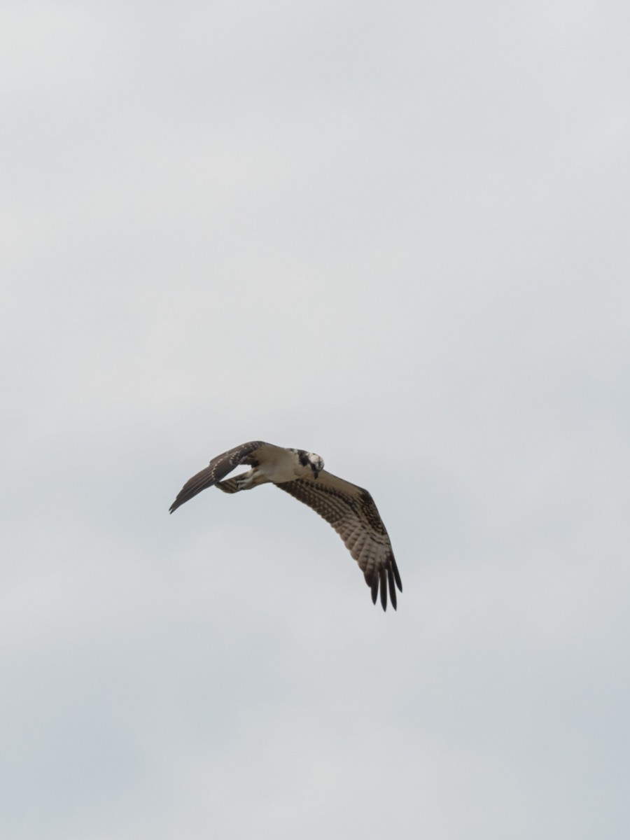 Osprey - ML641087036