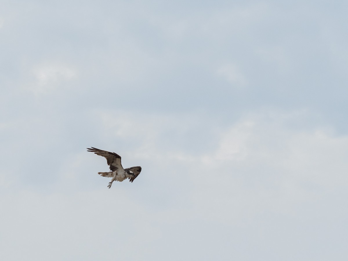 Osprey - ML641087037