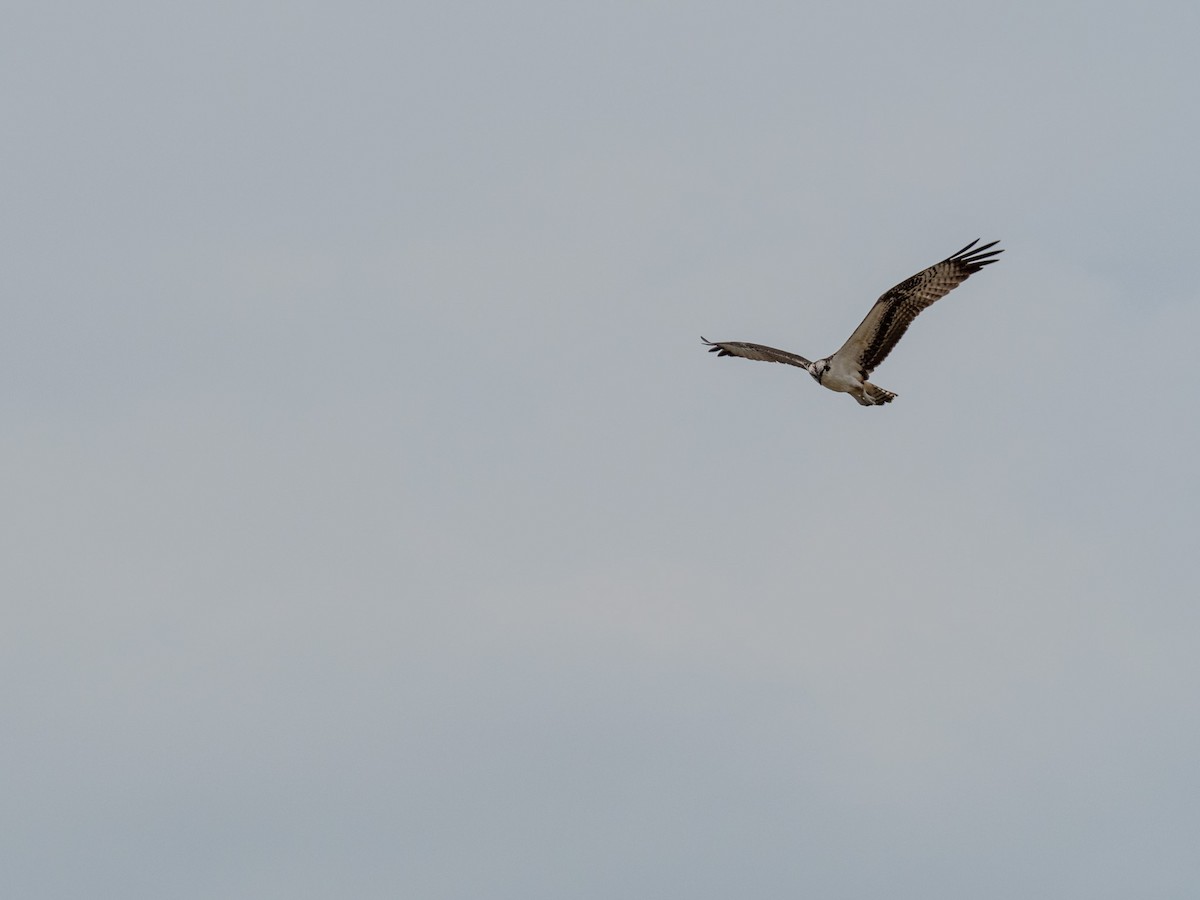 Osprey - ML641087038