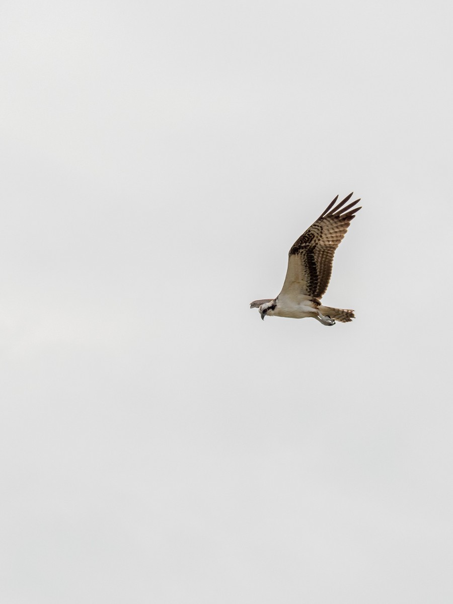 Osprey - ML641087039