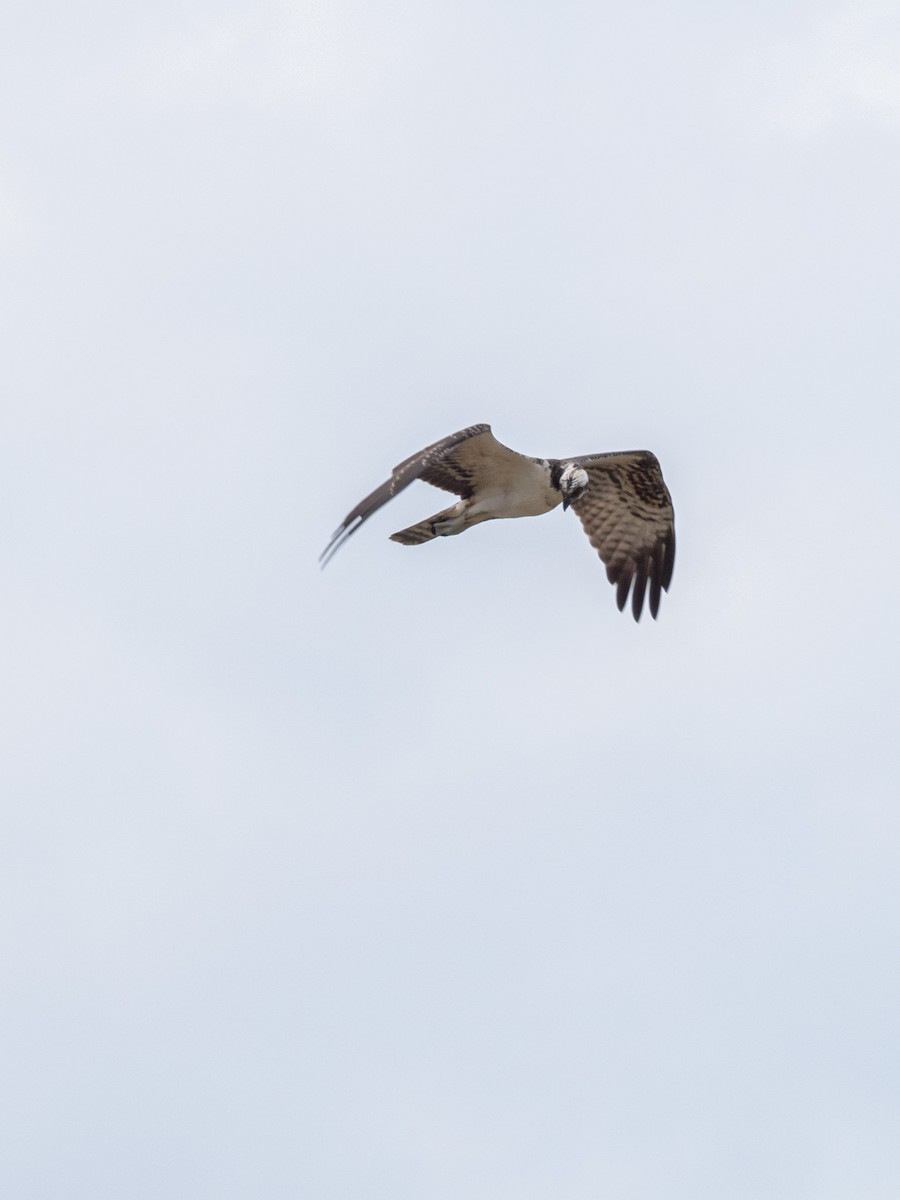 Osprey - ML641087040