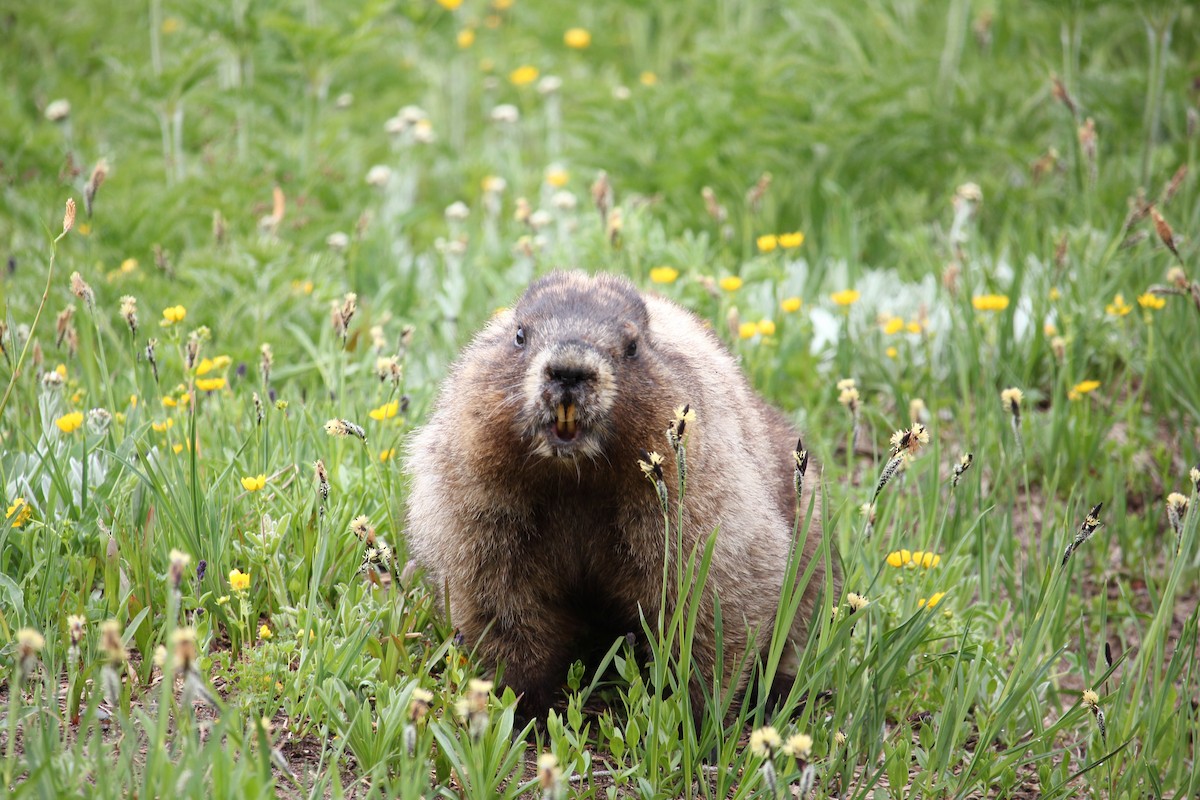 Hoary Marmot - ML641087047