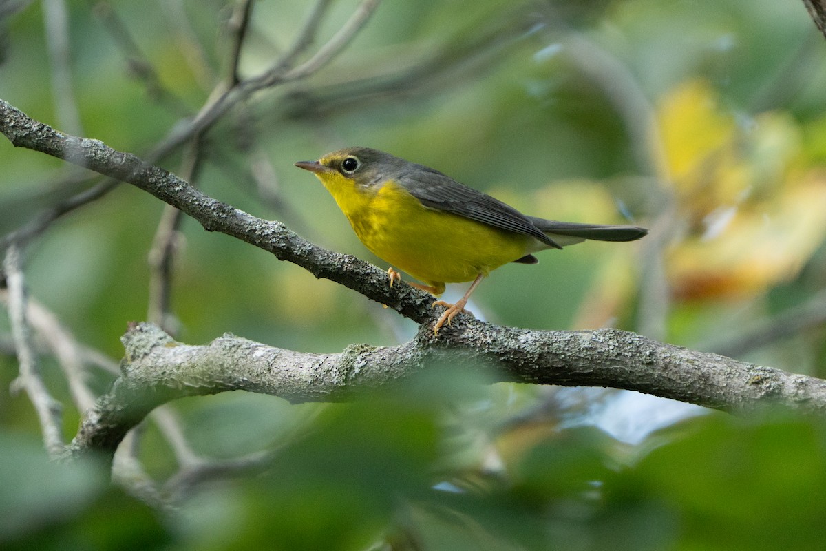 Canada Warbler - ML641087056