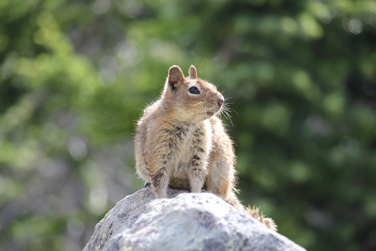 Animals - ML641087072