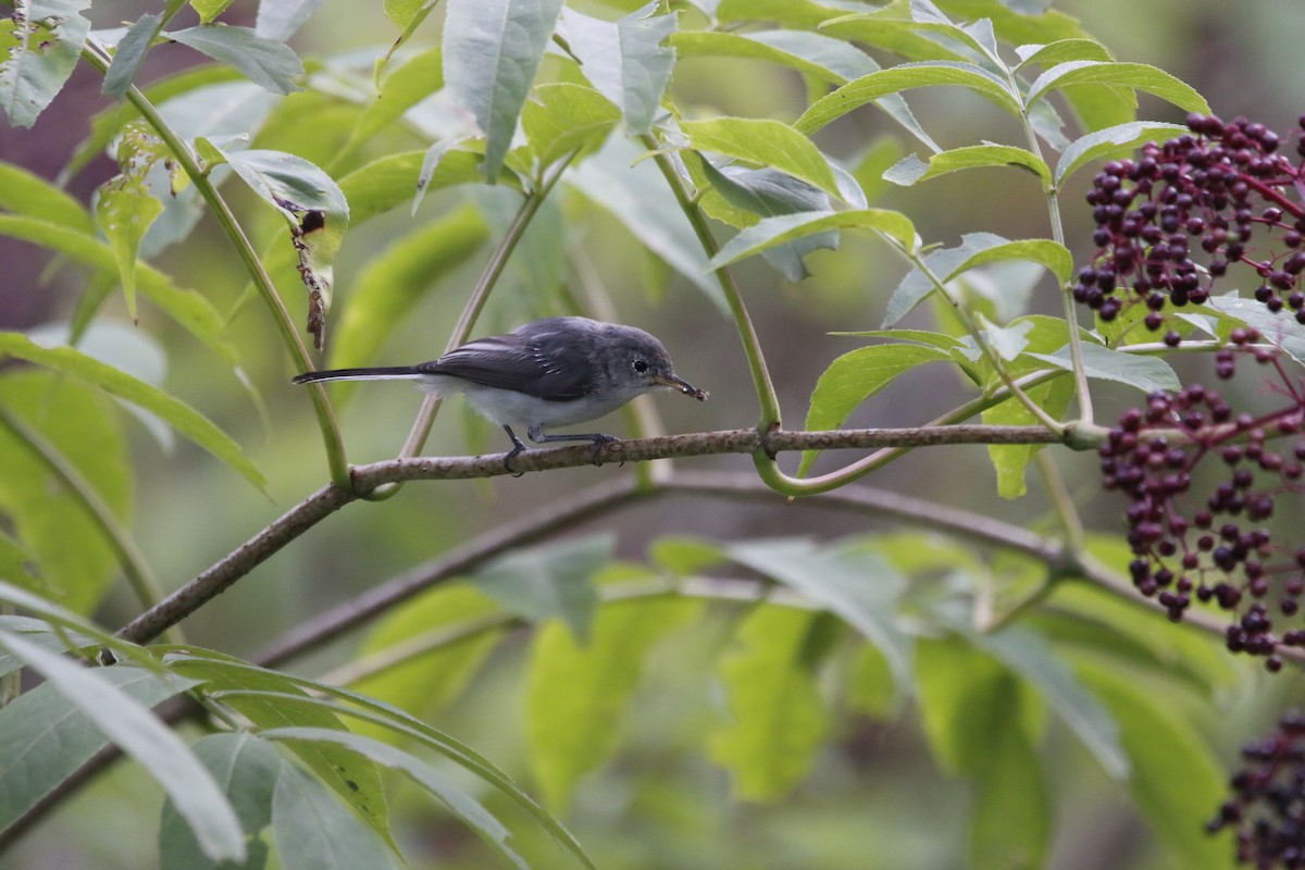 Perlita Grisilla - ML641087186