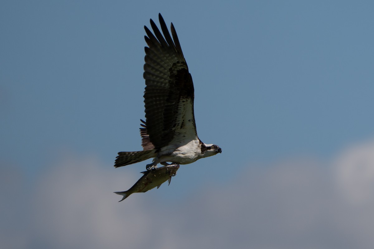 Osprey - ML641087194