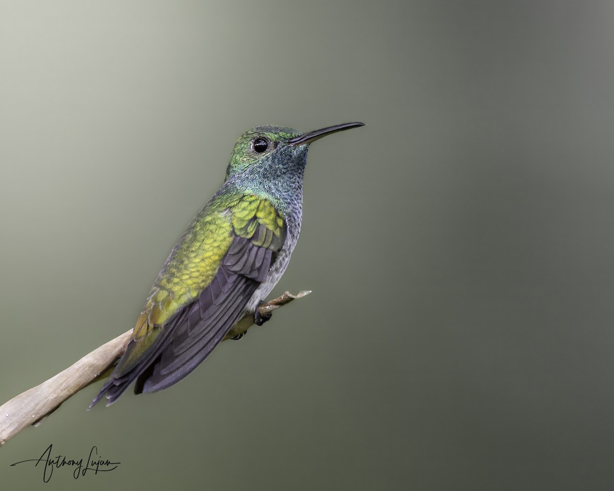 Mangrove Hummingbird - ML641087209