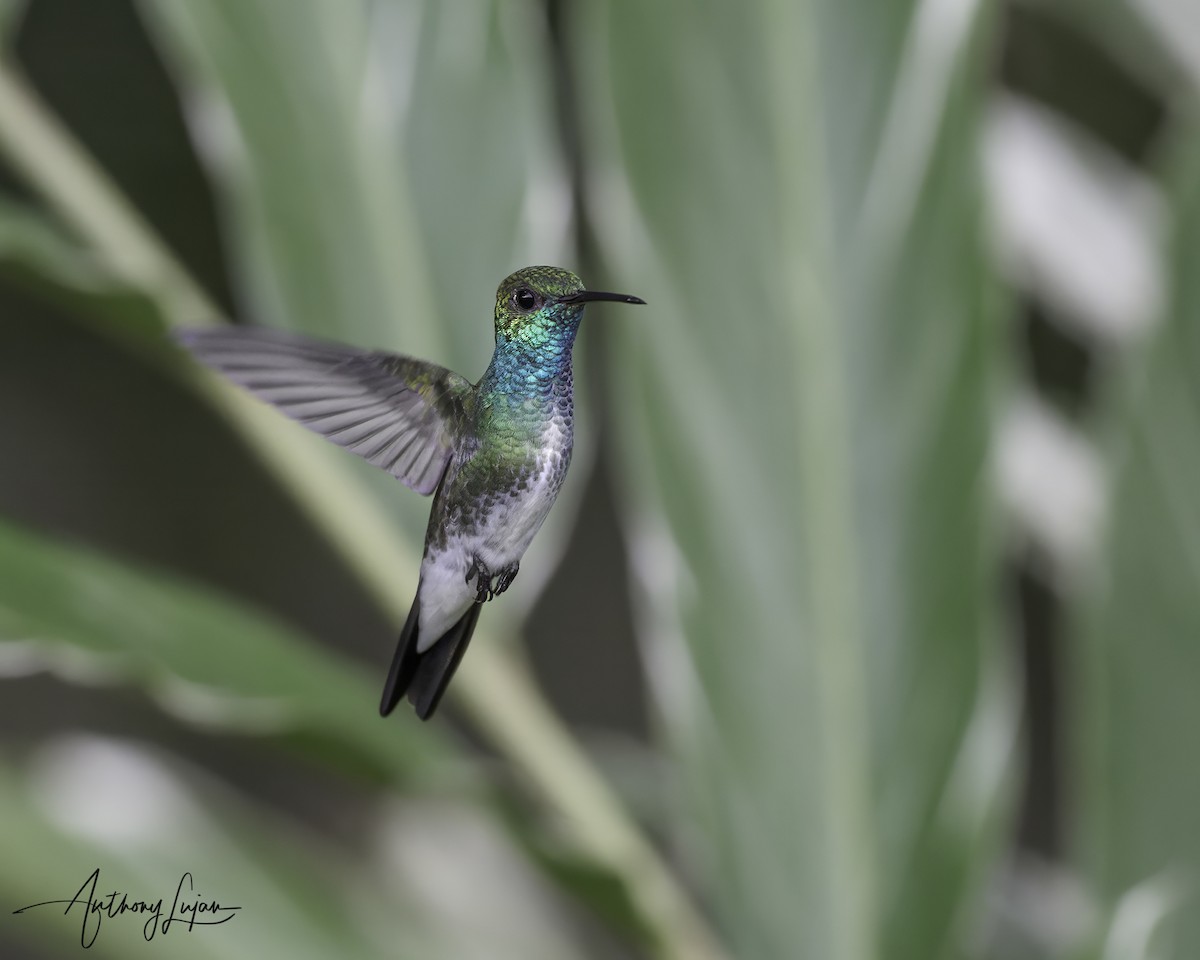 Mangrove Hummingbird - ML641087210