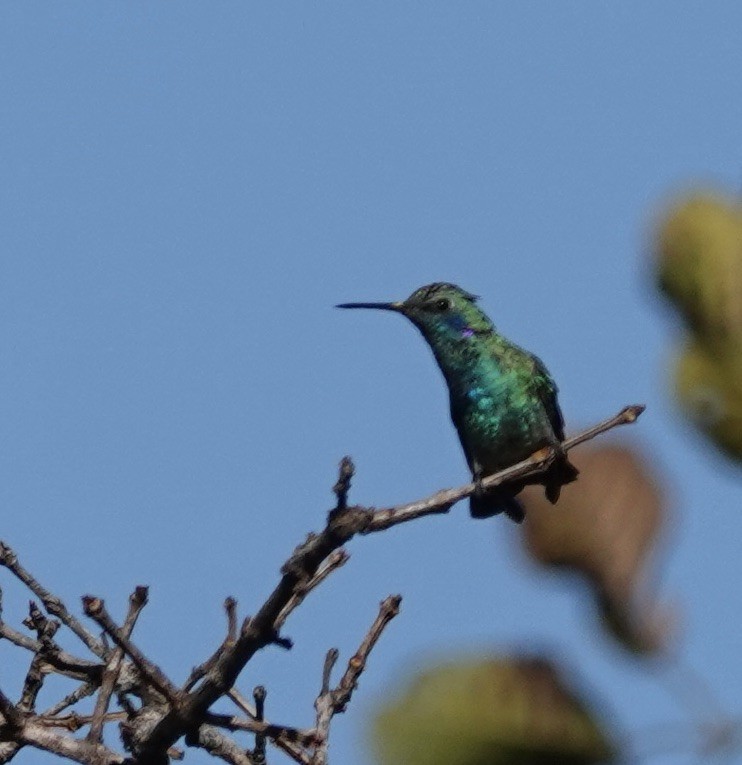 White-vented Violetear - ML641087211