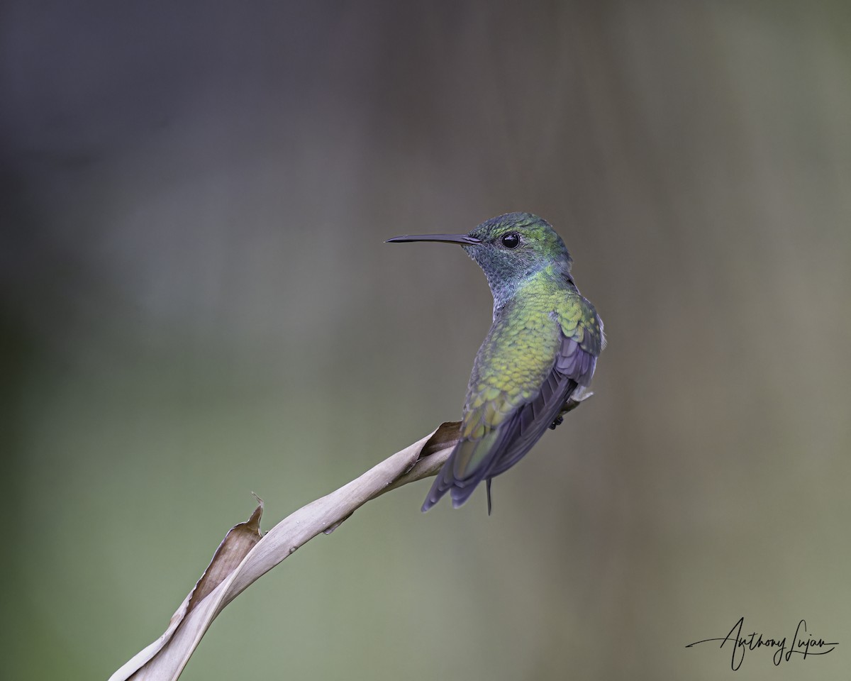 Mangrove Hummingbird - ML641087212