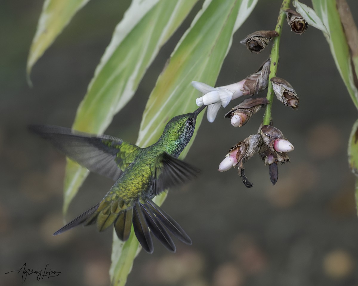 Mangrove Hummingbird - ML641087213