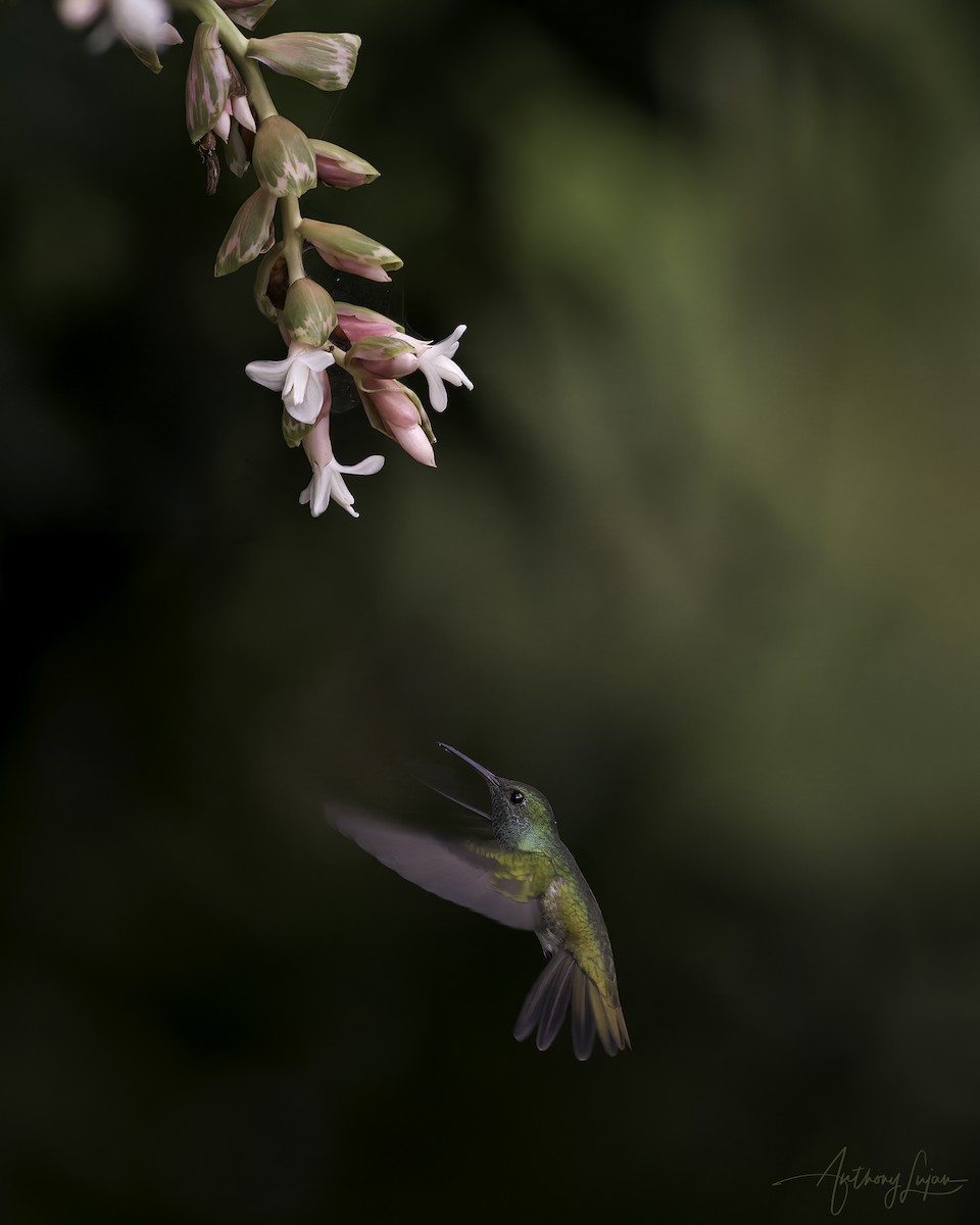 Mangrove Hummingbird - ML641087214