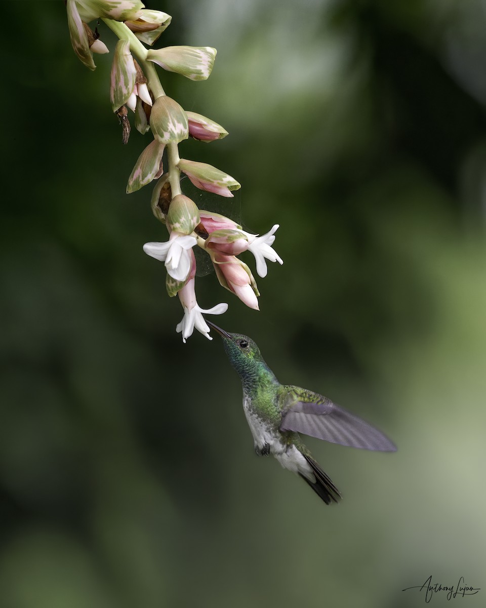 Mangrove Hummingbird - ML641087215