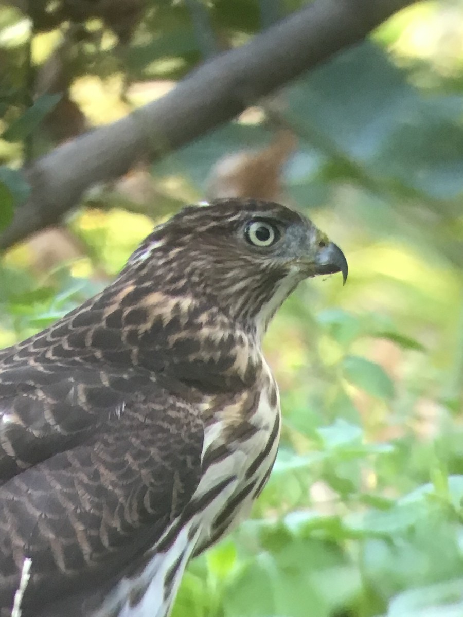 Cooper's Hawk - ML641087241