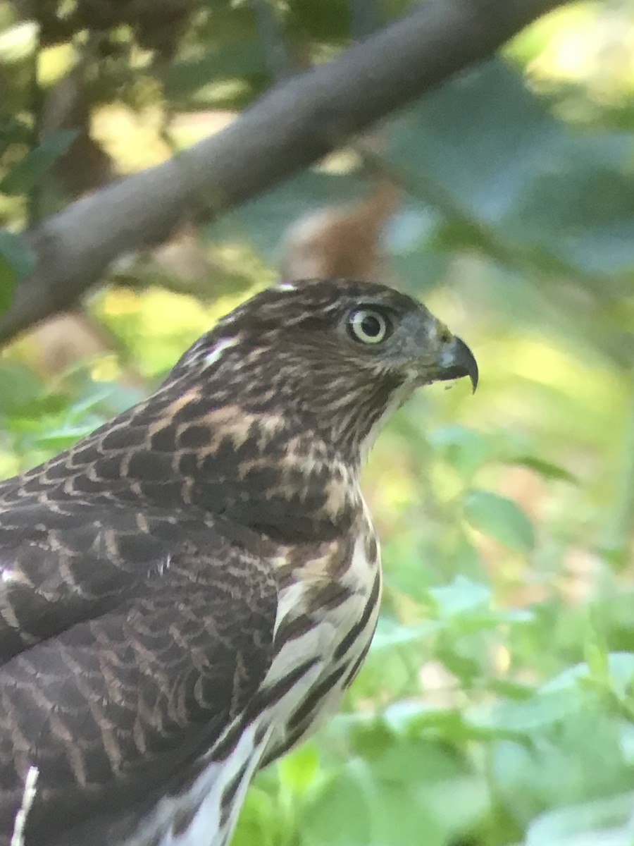 Cooper's Hawk - ML641087242