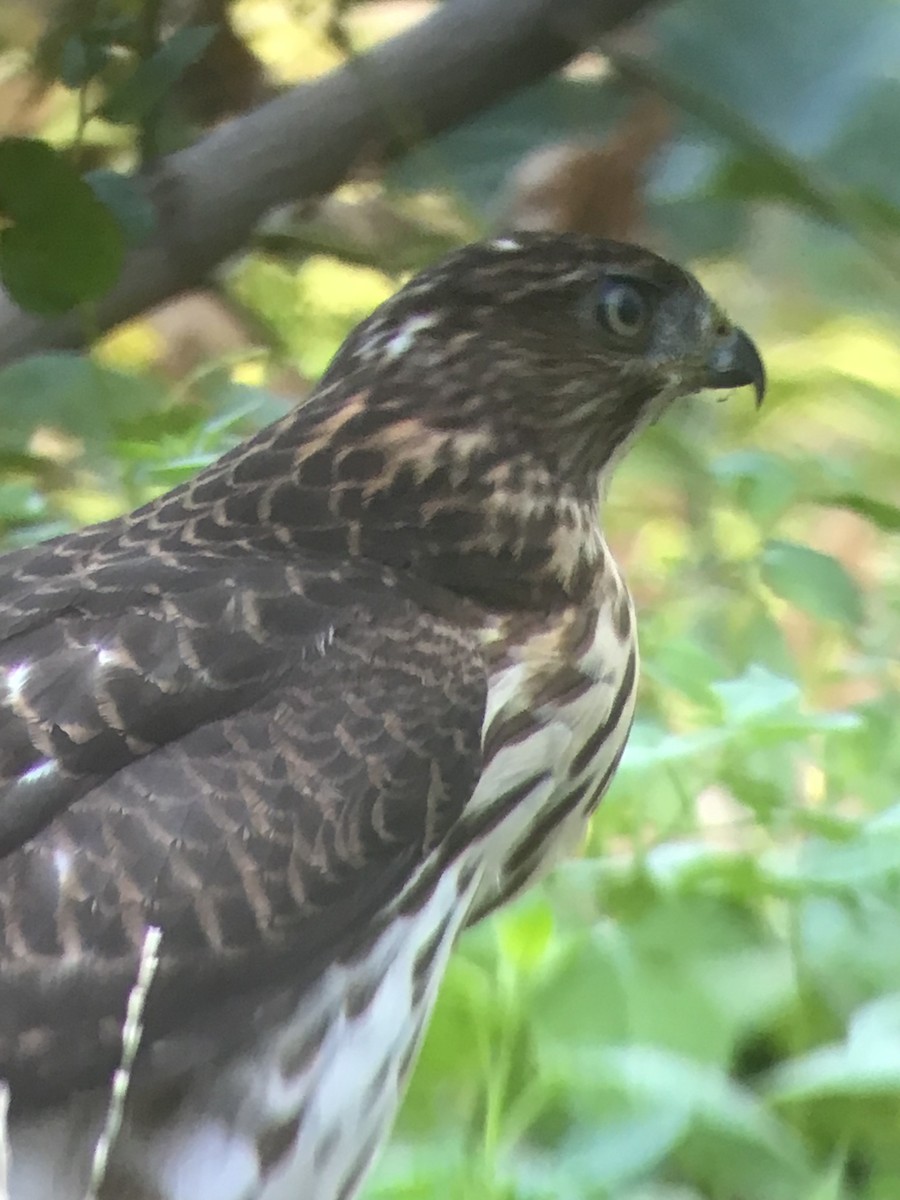 Cooper's Hawk - ML641087243