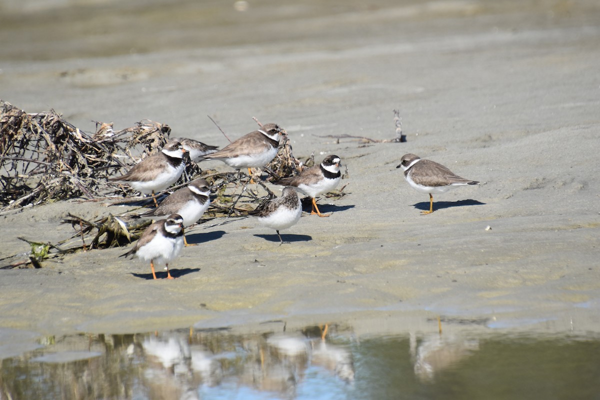 Semipalmated Plover - ML641087255
