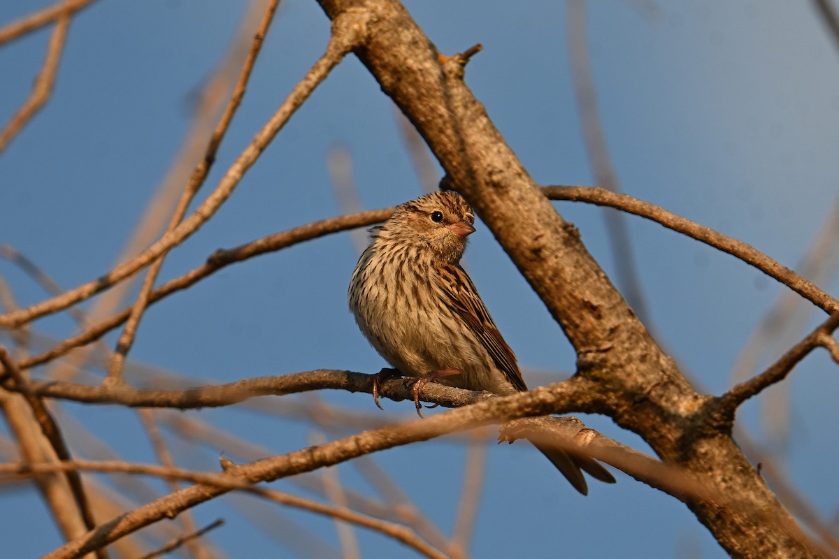 Chipping Sparrow - ML641087259