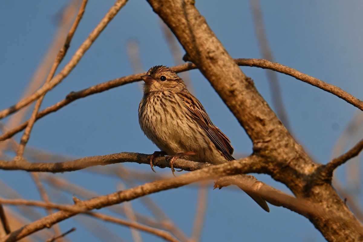 Chipping Sparrow - ML641087266