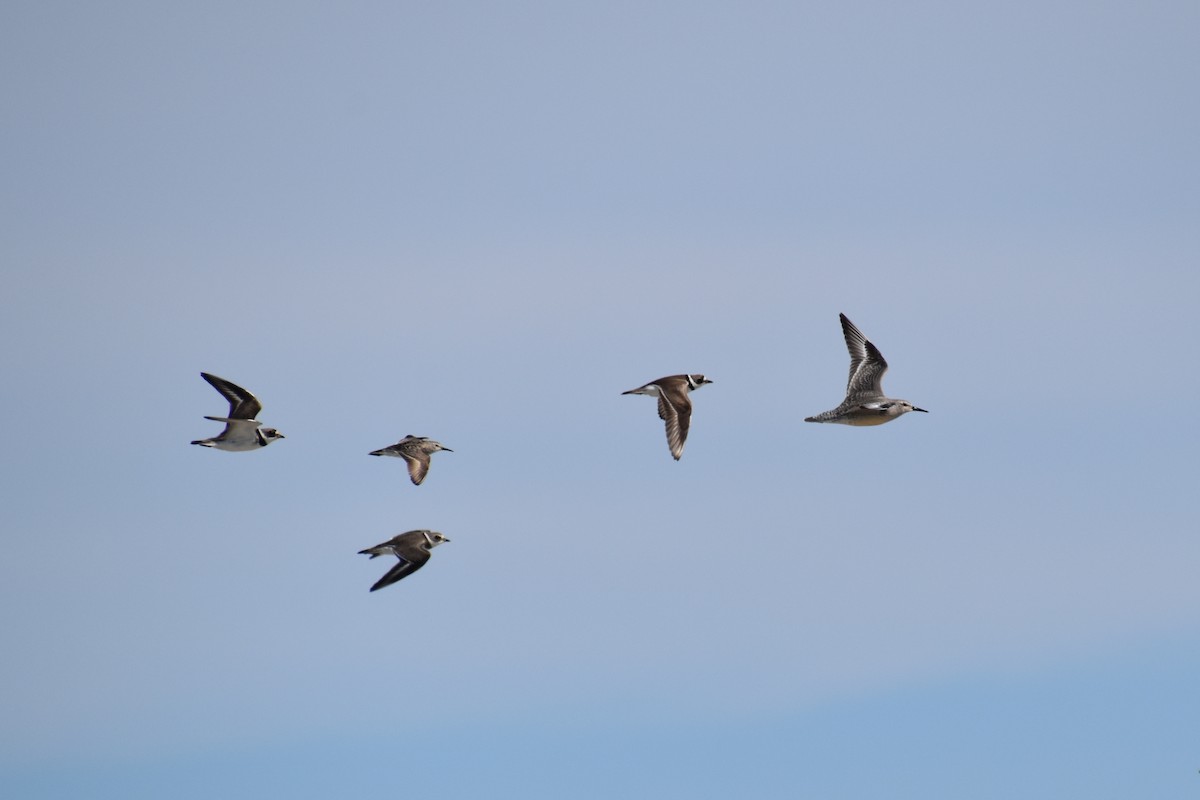 Semipalmated Plover - ML641087278