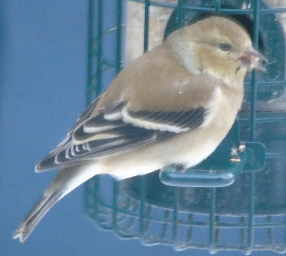 Chardonneret jaune - ML641087281