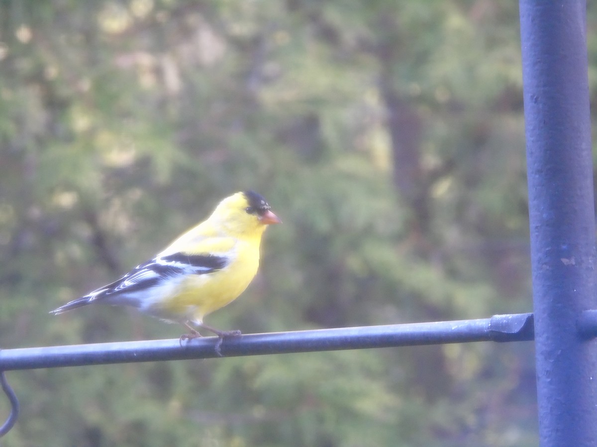 Chardonneret jaune - ML641087282