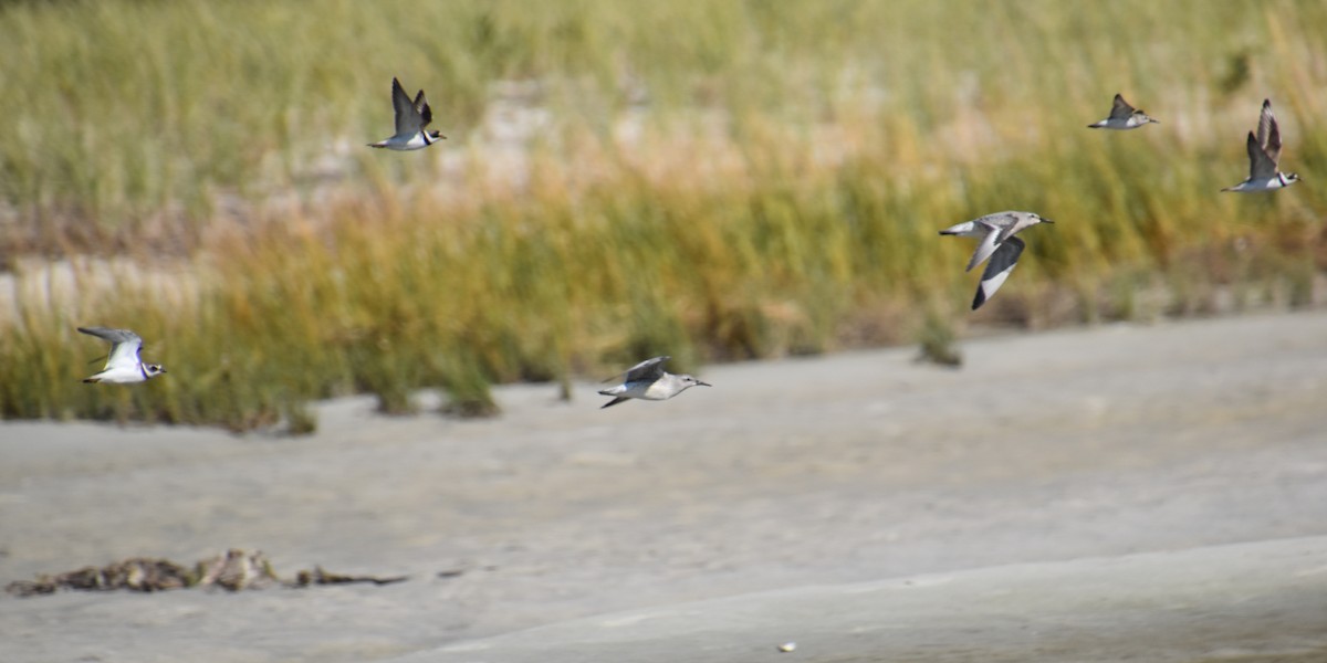 Semipalmated Plover - ML641087288