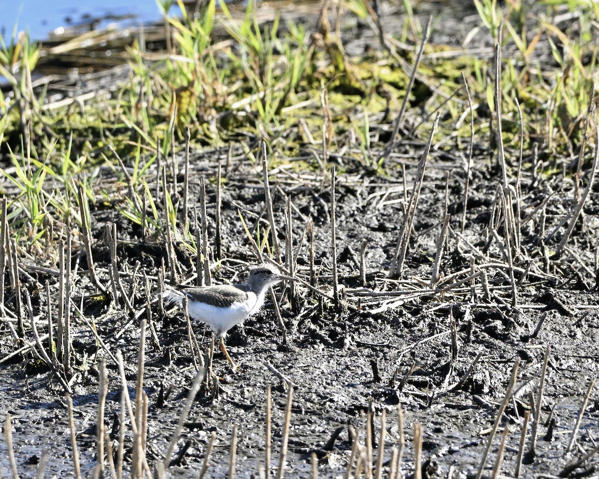 Spotted Sandpiper - ML641087305
