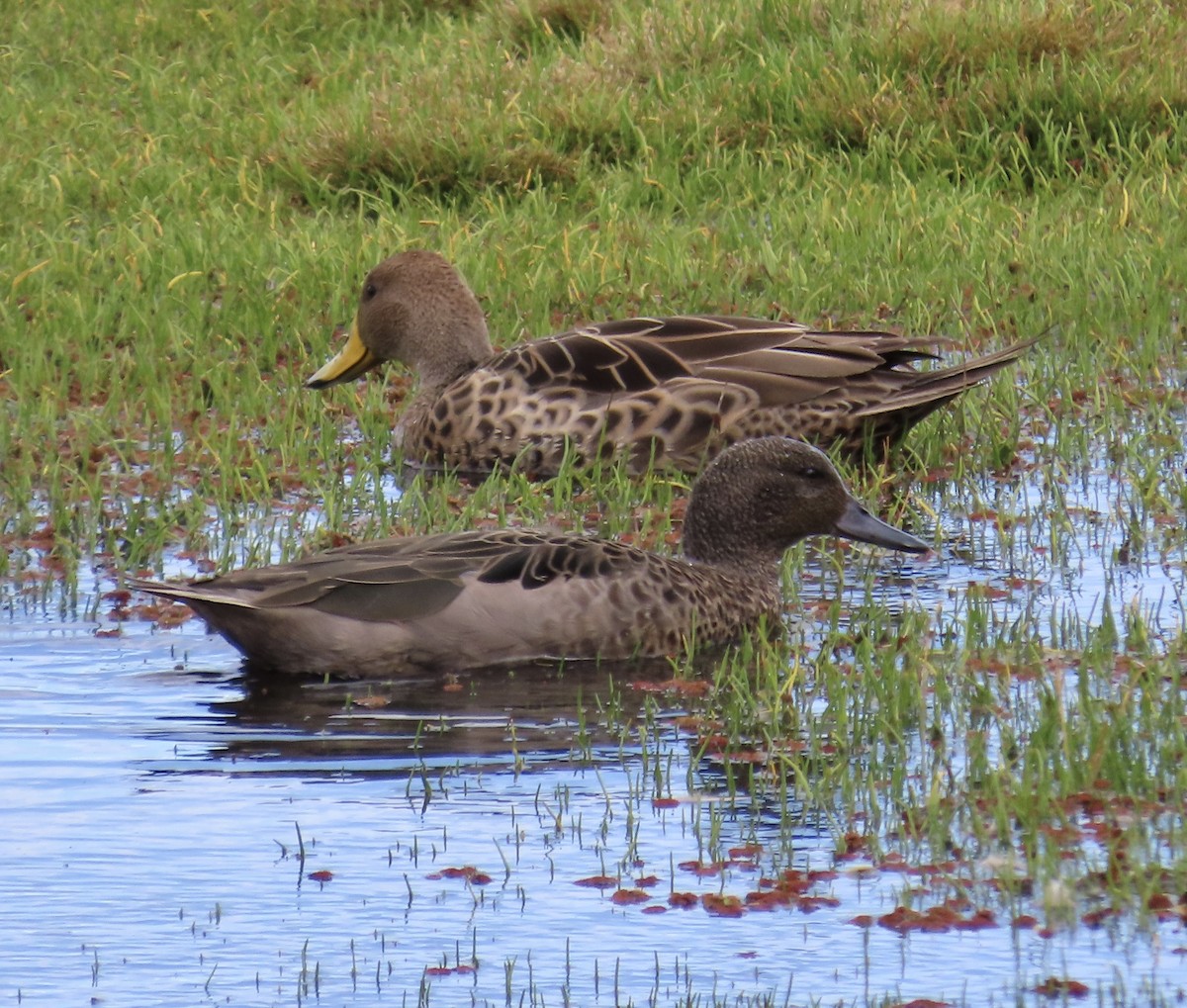 Andean Teal (Andean) - ML641087317
