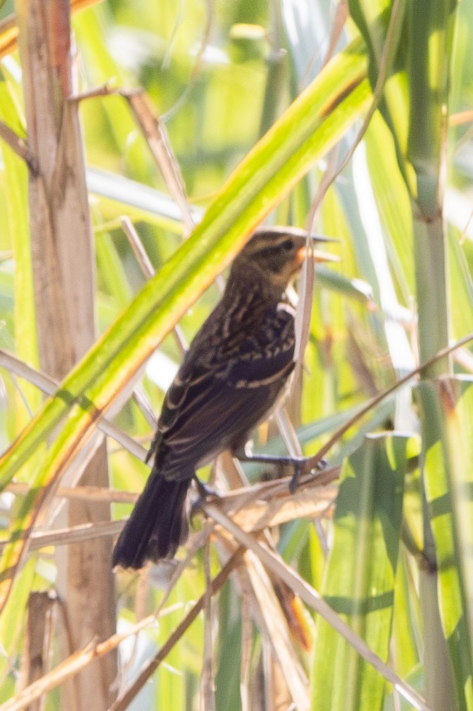 Red-winged Blackbird - ML641087321