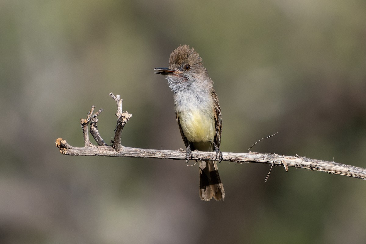 Dusky-capped Flycatcher - ML641087339
