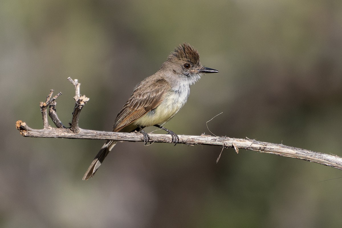 Dusky-capped Flycatcher - ML641087340