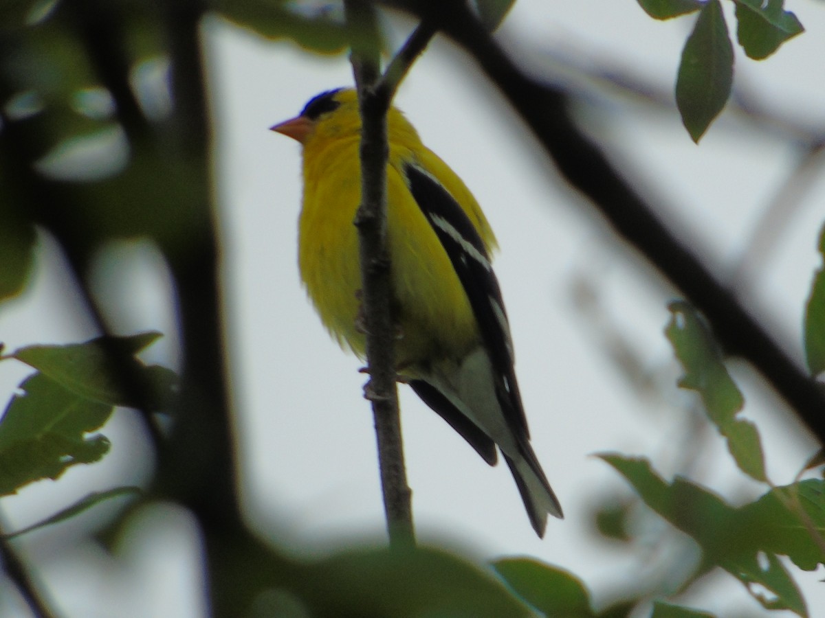 Chardonneret jaune - ML641087361