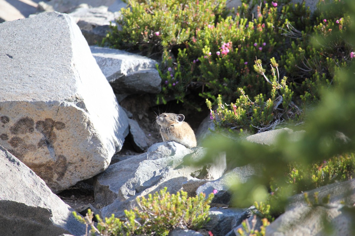American Pika - ML641087380